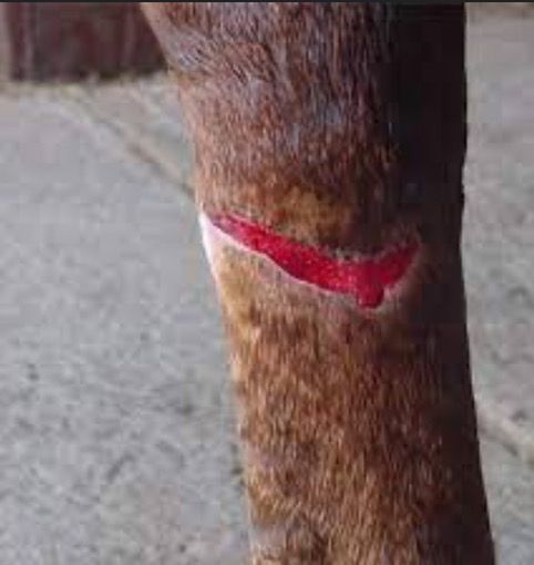 Livestock open wound