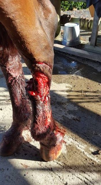 Horse with leg wounds